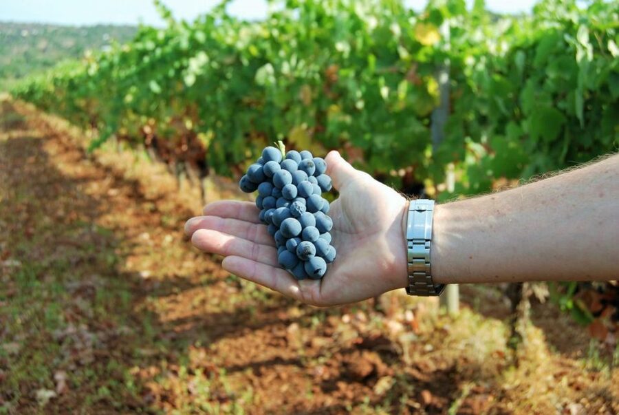 Loulé: Quinta da Tôr Winery Guided Tour and Wine Tasting - Should you book it?