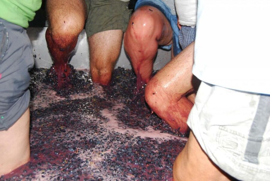 Loulé: Quinta da Tôr Winery Guided Tour and Wine Tasting - Why this winery is worth leaving the coast for