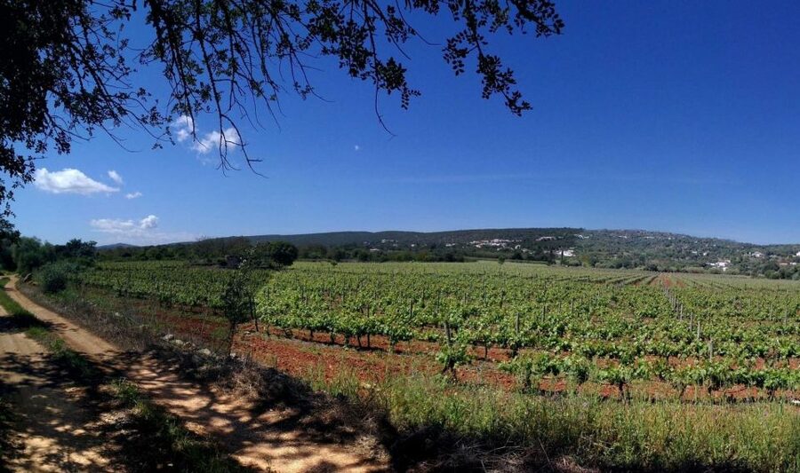 Loulé: Quinta da Tôr Winery Guided Tour and Wine Tasting - The 30-minute tour: from grapes to finished wine