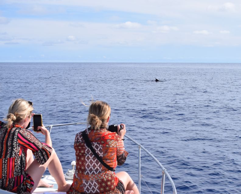 Madeira: 2.5-Hour Whale and Dolphin-Watching Cruise - The details that shape the experience