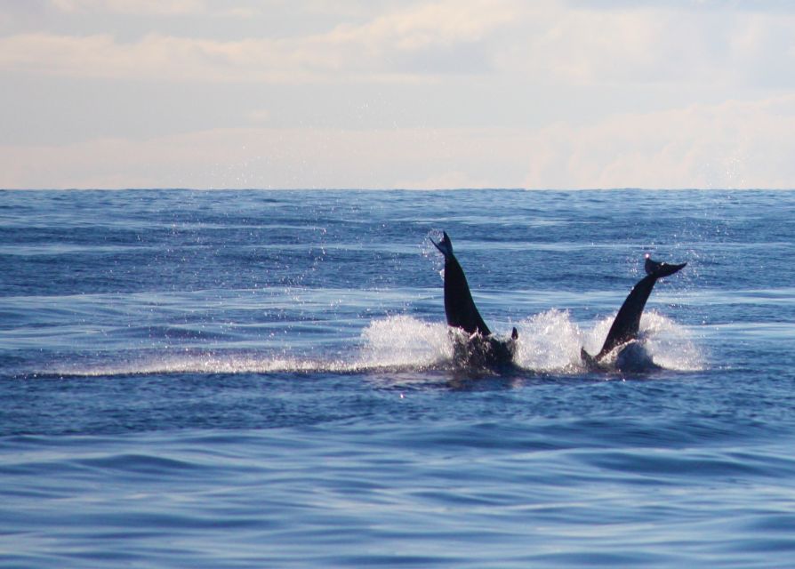Madeira: 2.5-Hour Whale and Dolphin-Watching Cruise - Practical booking advice for Calheta