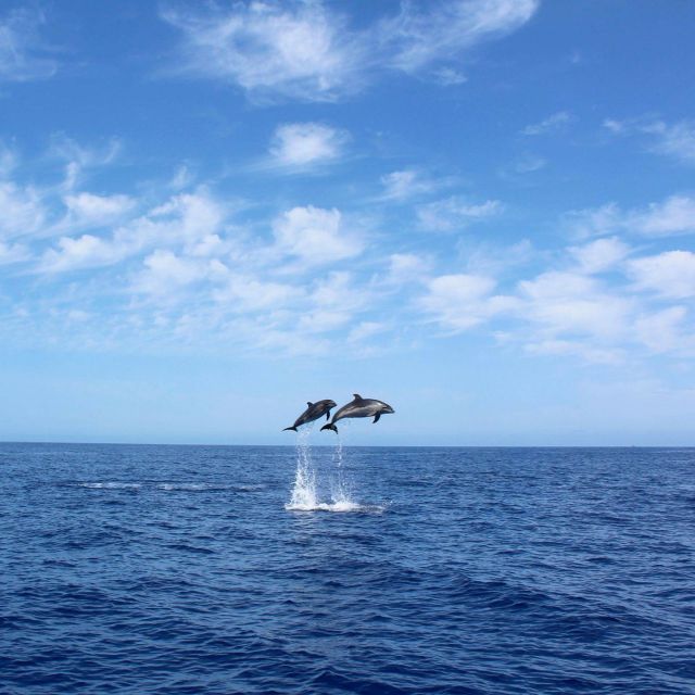 Madeira: 2.5-Hour Whale and Dolphin-Watching Cruise - Setting out from Calheta Marina
