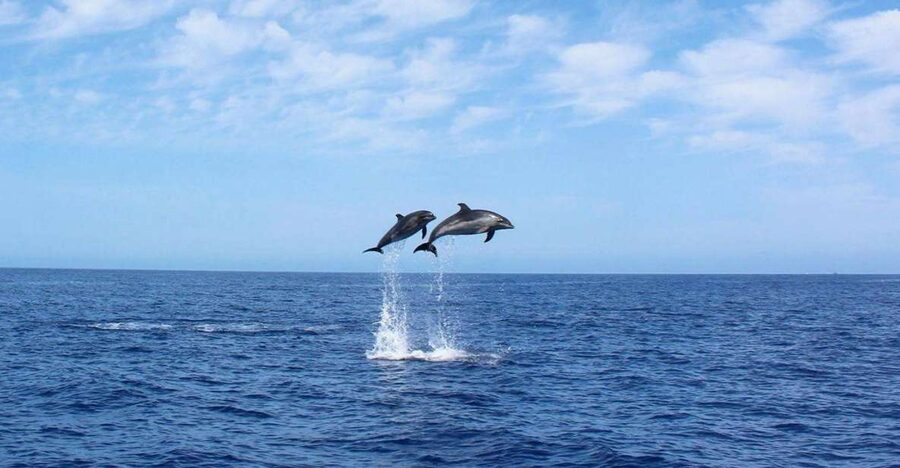 Madeira: 2.5-Hour Whale and Dolphin-Watching Cruise - Madeira’s southwest coast from the sea
