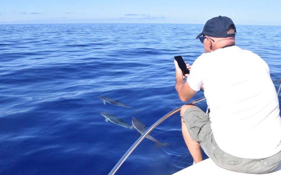 Madeira: 2.5-Hour Whale and Dolphin-Watching Cruise - Wildlife watching without a guarantee