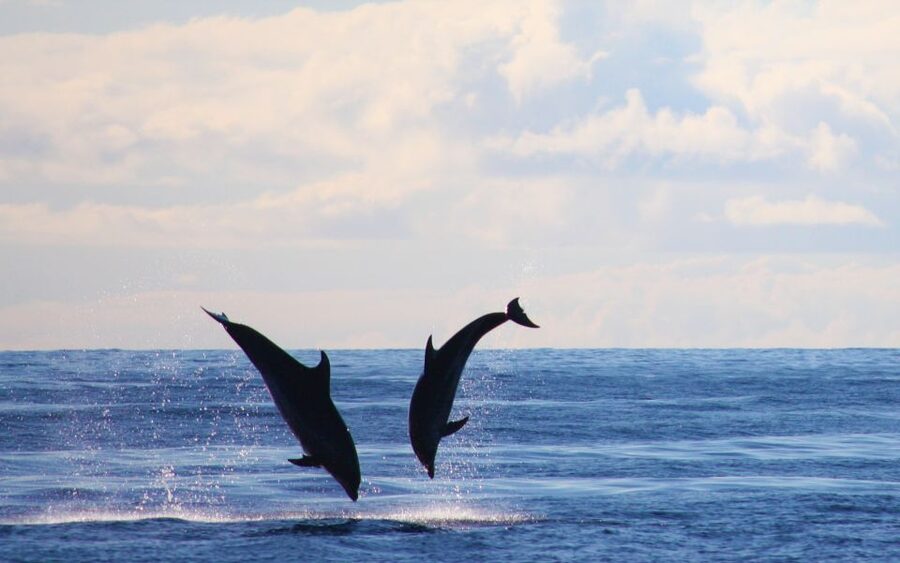 Madeira: 2.5-Hour Whale and Dolphin-Watching Cruise - Swimming and snorkeling in clear water