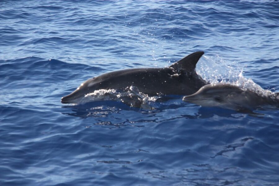 Madeira: 2.5-Hour Whale and Dolphin-Watching Cruise - Who should book this cruise?