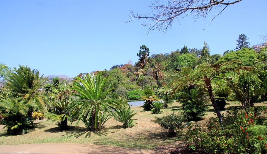 Madeira: Botanical Garden in a Tuk-Tuk Tour - The Return Route Through Funchal’s Older Center