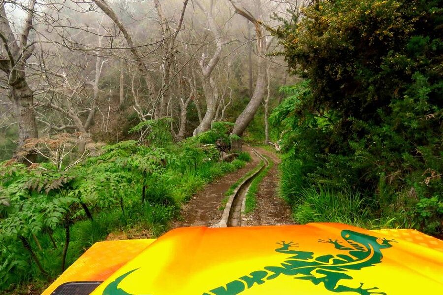 Madeira : Cabo Girao and Camara de Lobo 4WD half-day Tour - Trying poncha at a local bar