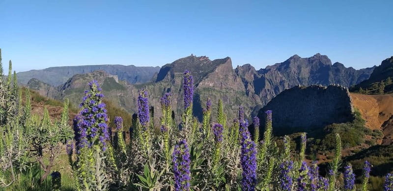 Madeira East Island Tour and Levada Walk - A small minibus makes the mountain roads easier