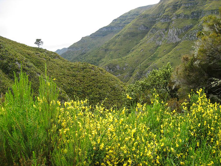 Madeira: Enjoy a Guided Levada Walk in the Rabaçal Valley - Key points at a glance