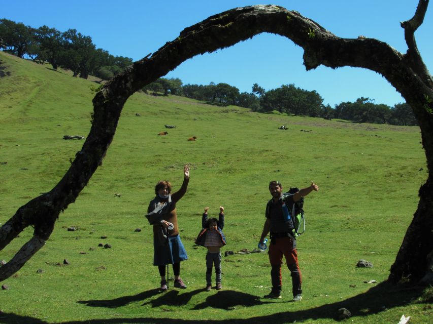 Madeira: Fanal Forest Guided Hiking Tour - Walking among the old laurel trees