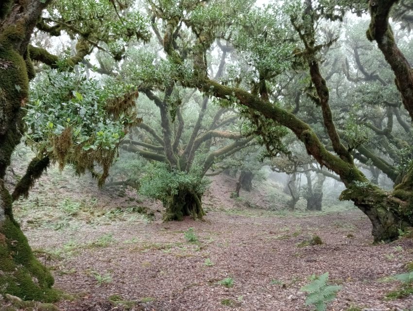 Madeira: Fanal Forest Guided Hiking Tour - What $70 includes and what it means
