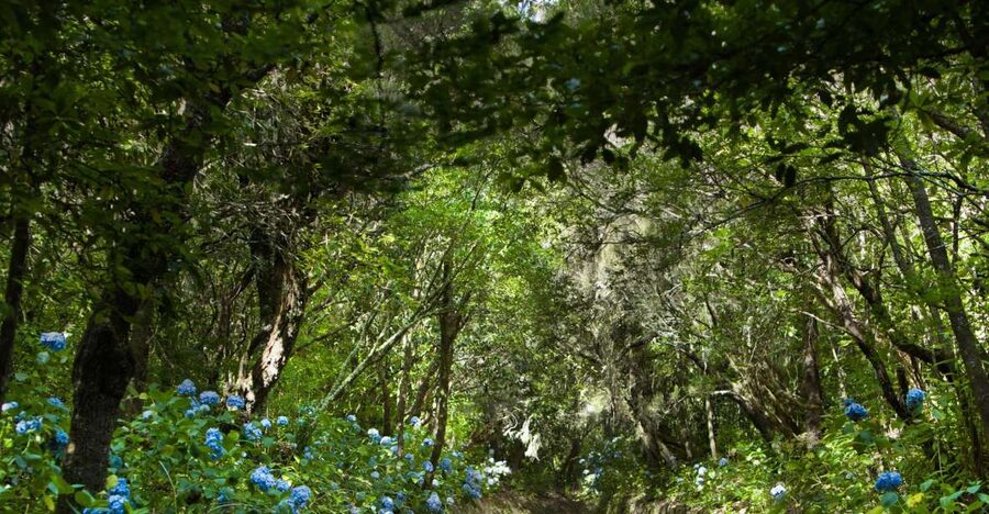 Madeira: Full-Day Laurel Forest Guided Walking Tour - Following Madeira’s historic levada