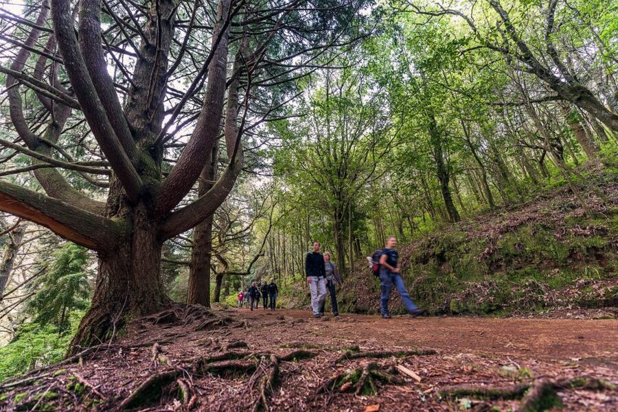 Madeira: Full-Day Laurel Forest Guided Walking Tour - The walk to Caldeirão Verde