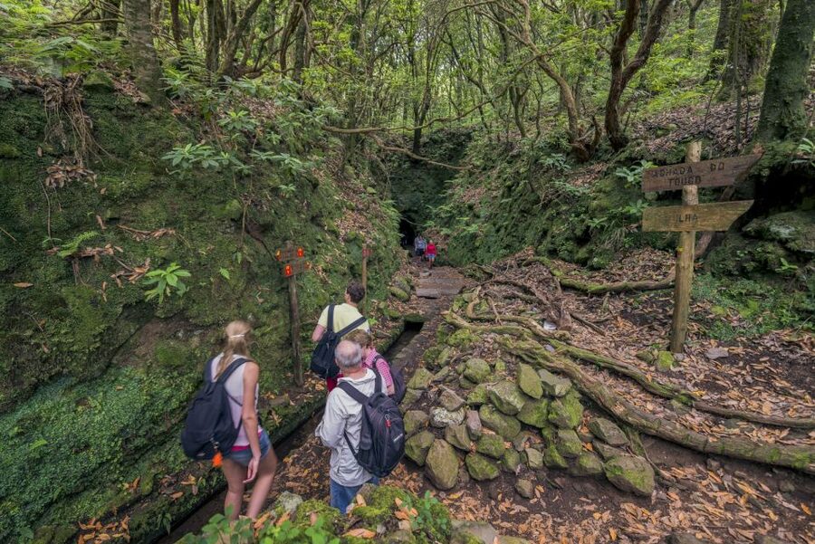 Madeira: Full-Day Laurel Forest Guided Walking Tour - Who will enjoy this Madeira hike?