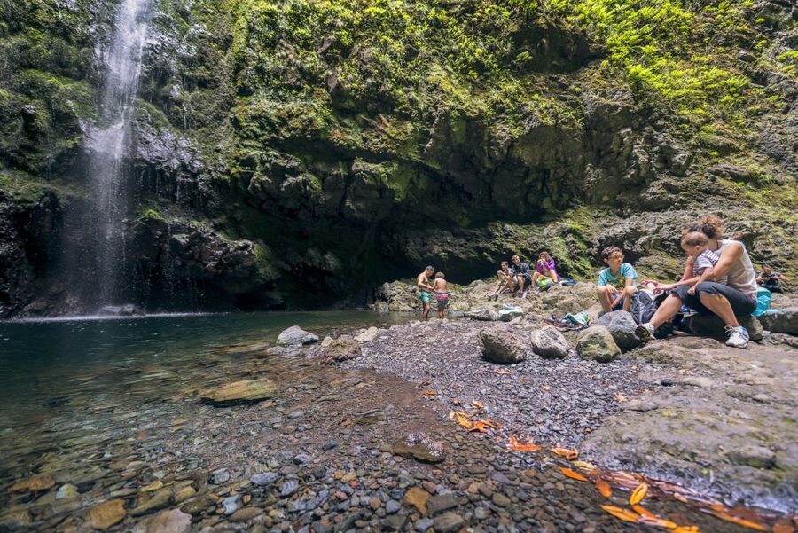 Madeira: Full-Day Laurel Forest Guided Walking Tour - Four tunnels and some tight walking
