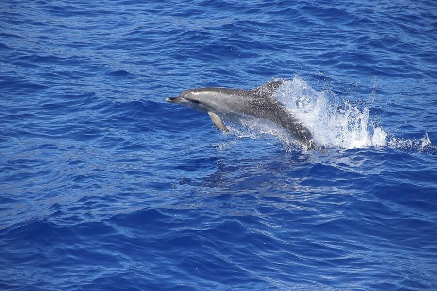 Madeira: Funchal Sunset Tour by Catamaran - The sunset return to Funchal