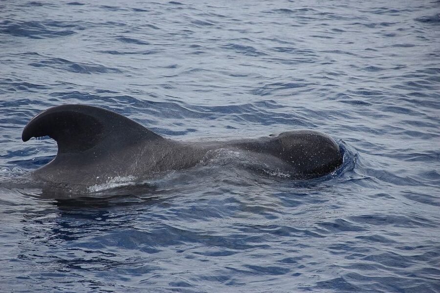 Madeira: Funchal Sunset Tour by Catamaran - Space, comfort, and sea conditions