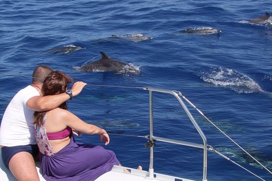 Madeira: Funchal Sunset Tour by Catamaran - Watching for dolphins and whales off Madeira
