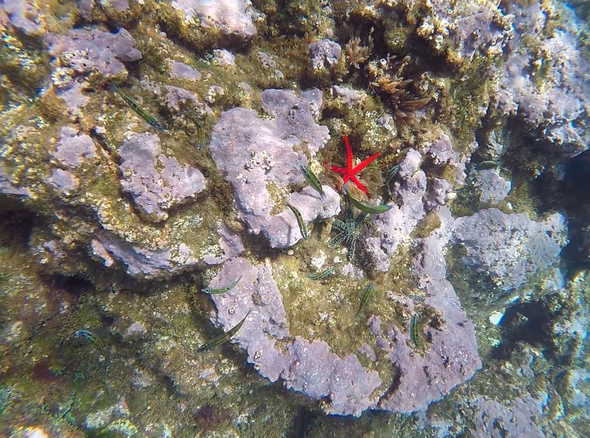Madeira: Garajau Nature Reserve Kayak and Snorkel Tour - The guides make the difference