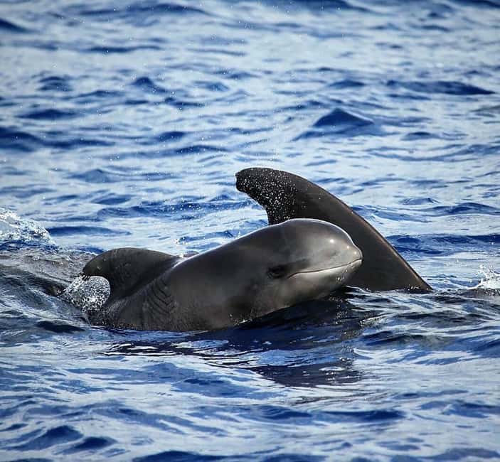 Madeira: Guaranteed Whales or Dolphins Watching Tour - Key points to know before booking