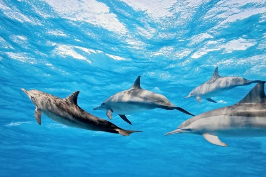 Madeira: Guaranteed Whales or Dolphins Watching Tour - My call: book it for ethics, size, and real wildlife