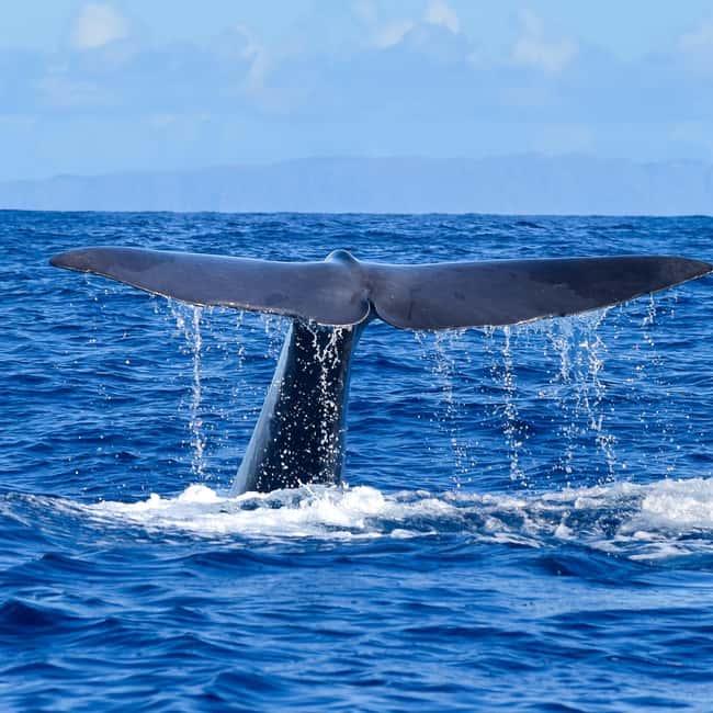 Madeira: Guaranteed Whales or Dolphins Watching Tour - A small boat made for watching wildlife