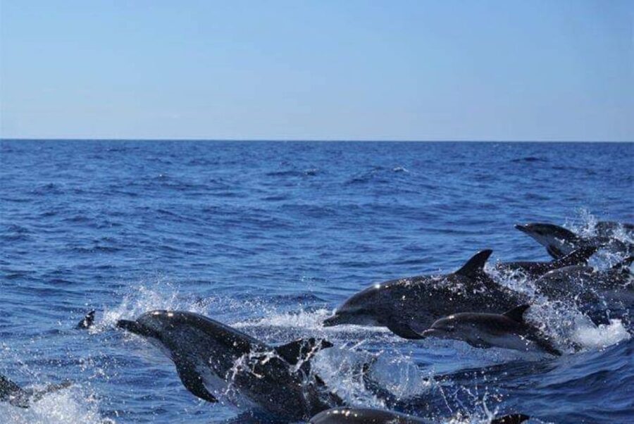 Madeira: Guaranteed Whales or Dolphins Watching Tour - Ethical watching instead of a marine wildlife chase