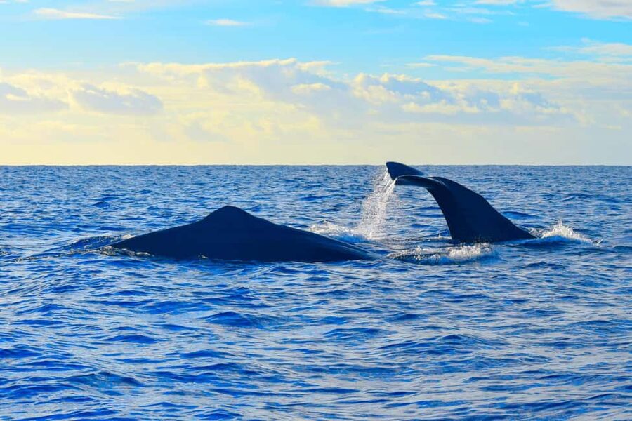 Madeira: Guaranteed Whales or Dolphins Watching Tour - What the boat ride feels like