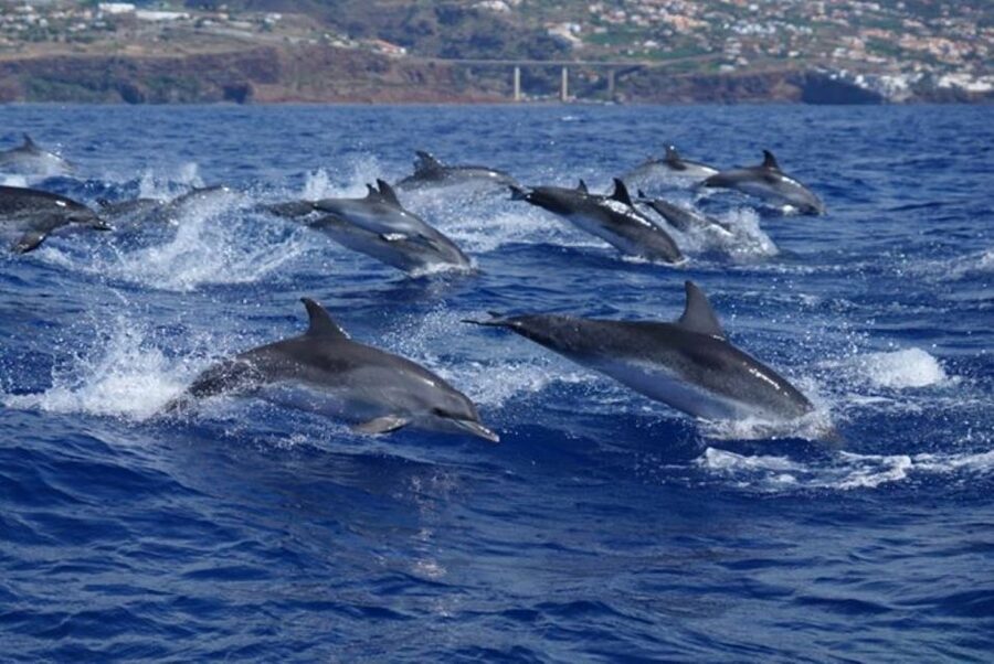 Madeira: Guaranteed Whales or Dolphins Watching Tour - The guide can make or break the sighting