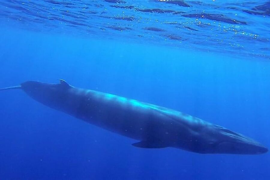 Madeira: Guaranteed Whales or Dolphins Watching Tour - Is $55 a fair price?