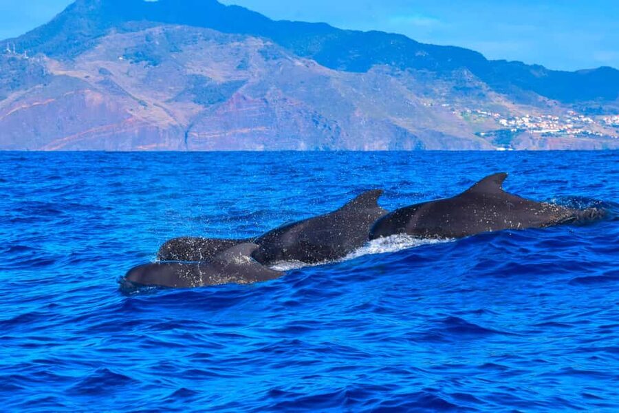 Madeira: Guaranteed Whales or Dolphins Watching Tour - Who should choose this Madeira boat trip?
