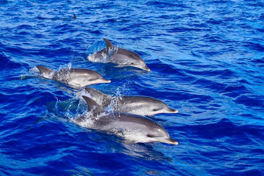 Madeira: Guaranteed Whales or Dolphins Watching Tour - Leaving Funchal with the spotters already at work