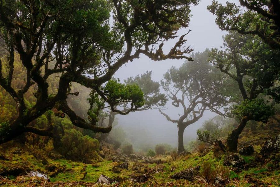 Madeira: PR 18 - Levada do Rei Hike Transfer - Key points to know before you go