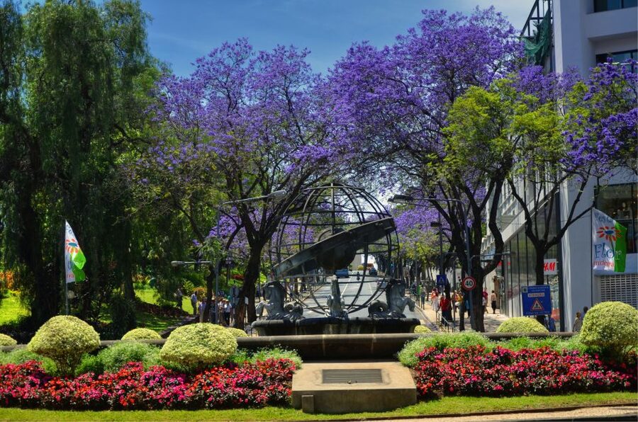 Madeira: Private Funchal City Tour in a Tukxi - Guides, languages, and the private format
