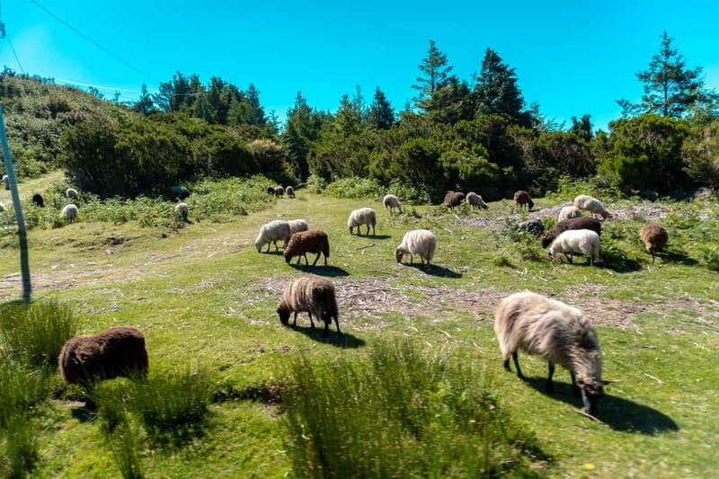 Madeira: Santana Jeep Safari and Balções Levada Walk - Why this eastern Madeira route works so well