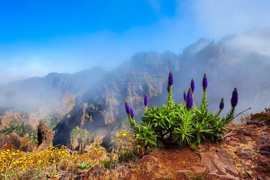 Madeira Stairway to Heaven to Larano Hike Mountain to Sea - Key points at a glance