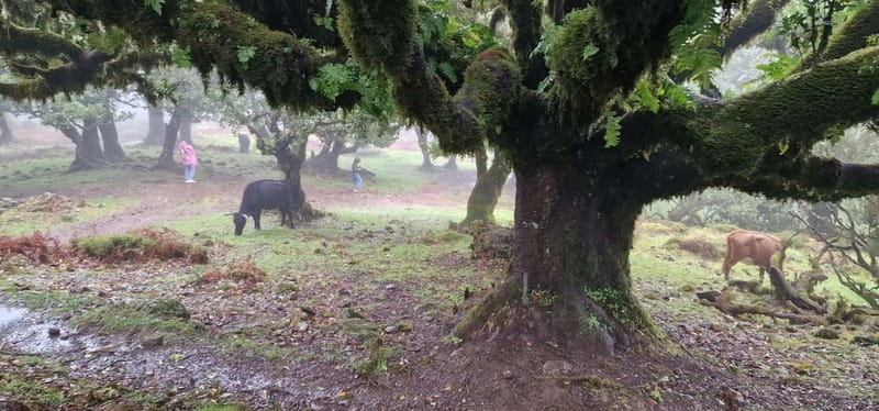Madeira West Island Full-Day Tour with Fanal Forest - How the timing feels in real life