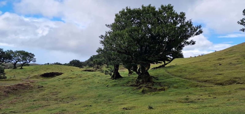 Madeira West Island Full-Day Tour with Fanal Forest - Who should book this Madeira day tour?