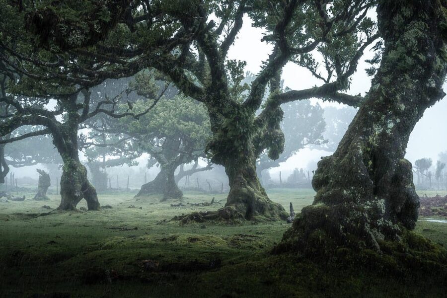 Madeira: West Tour With Guide Fanal Forest SykWalkExperience - São Vicente and the north coast’s waterfalls