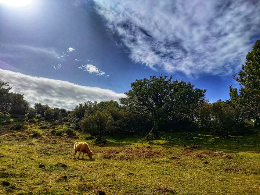Madeira: Western Madeira Guided Trip & Fanal Mystic Forest - Câmara de Lobos and the taste of Madeira