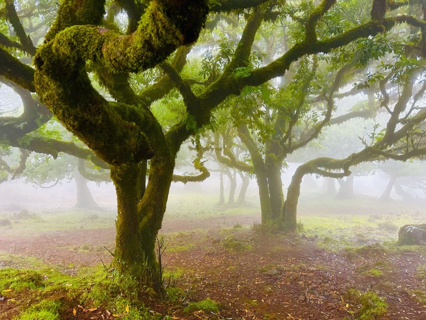 Madeira: Western Madeira Guided Trip & Fanal Mystic Forest - Porto Moniz, volcanic pools, and the day’s main break