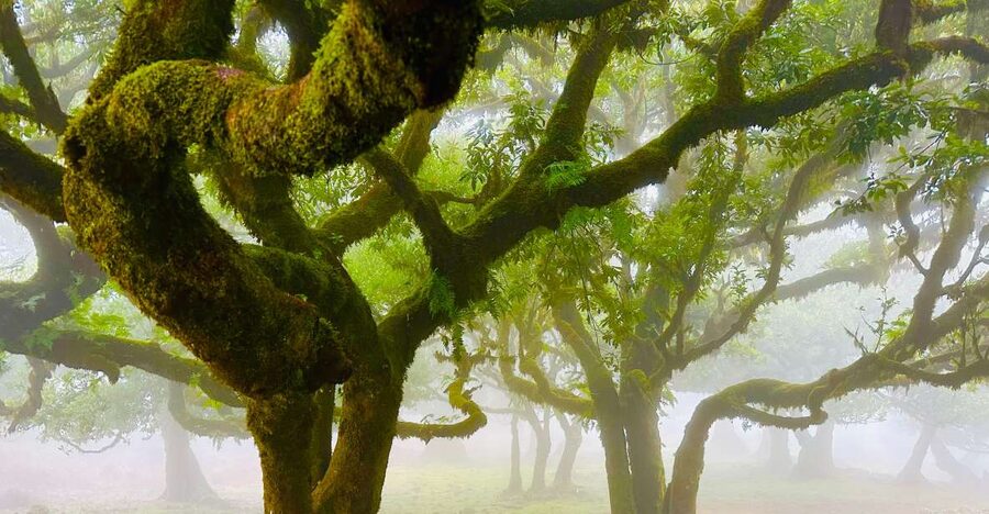 Madeira: Western Madeira Guided Trip & Fanal Mystic Forest - Cabo Girão’s glass platform and south-coast views