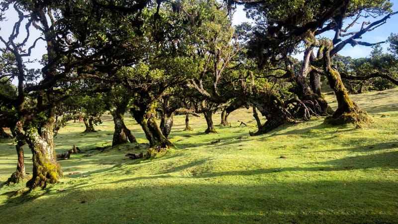 Madeira: Westside Achadas Cruz, Moniz, Seixal and Fanal - Timing, weather and the real drawbacks