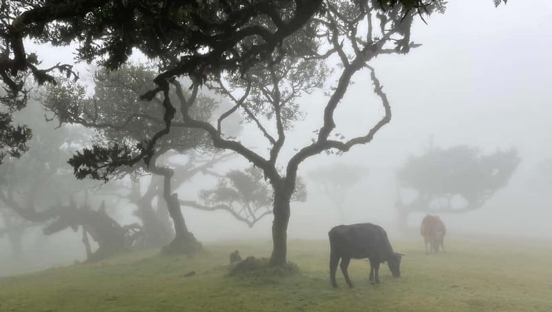 Madeira: Westside Achadas Cruz, Moniz, Seixal and Fanal - Achadas da Cruz and the steep ride to the sea