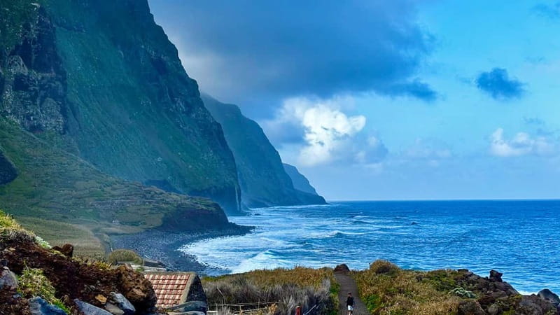 Madeira: Westside Achadas Cruz, Moniz, Seixal and Fanal - Fanal Forest, mist, trees and cattle