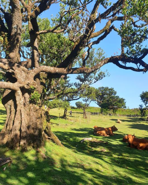 Madeira Wild West 4X4 Tour Safari - Fanal is made for slowing down