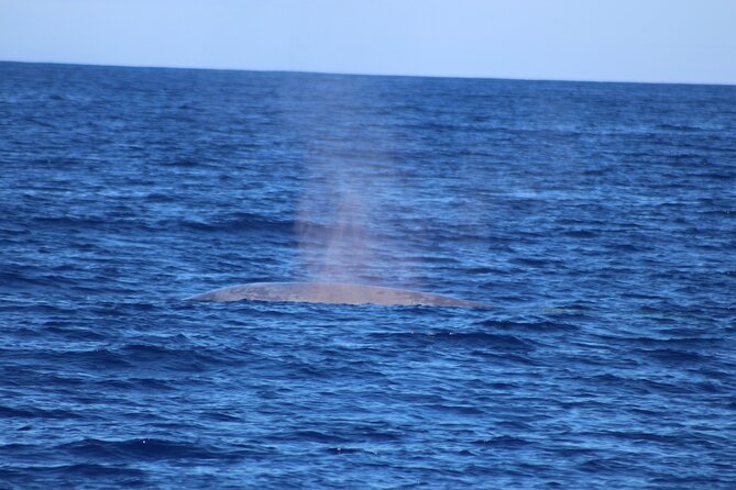 Magic Dolphin Celebrity - Who will enjoy this cruise most