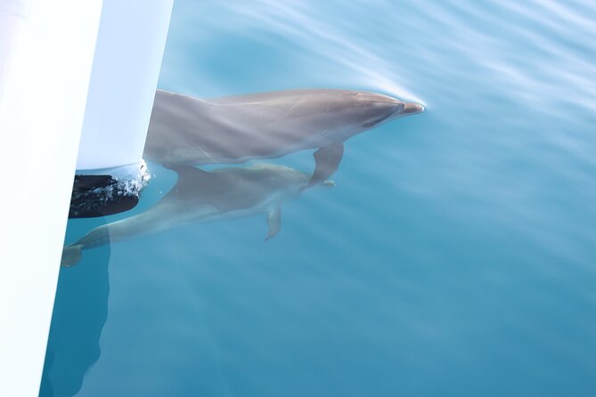 Magic Dolphin Celebrity - Timing, access, and cancellation details