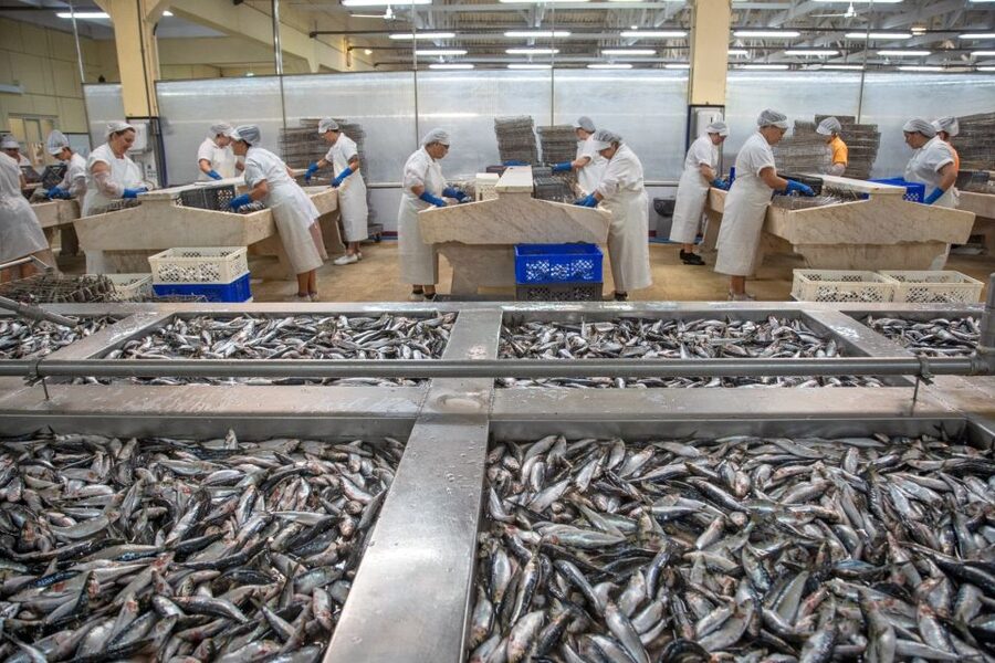 Matosinhos: Conservas Pinhais Factory Tour - Tasting sardines at the Can-Tin Café